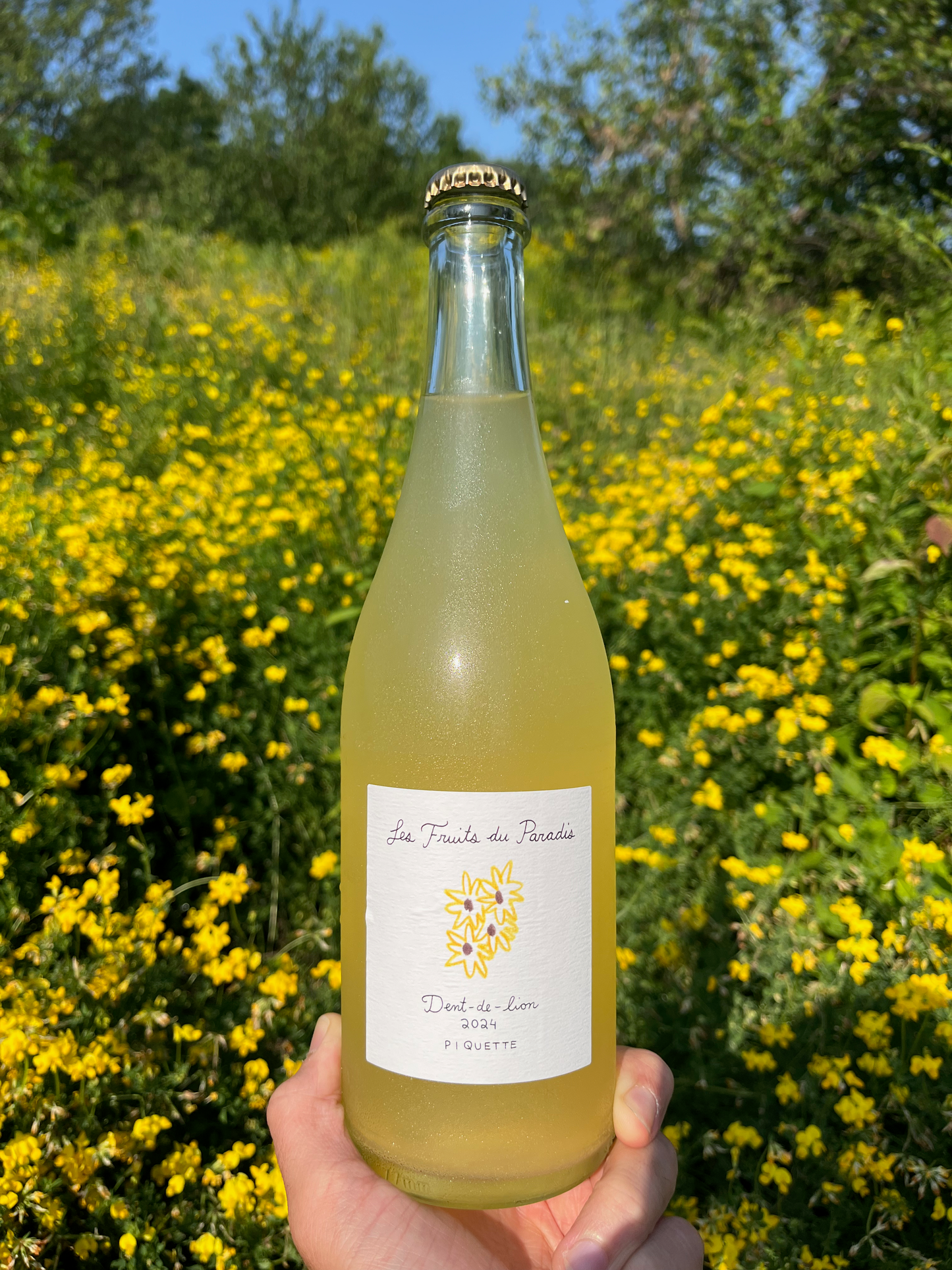 Dent-de-lion 2024 - piquette blanche